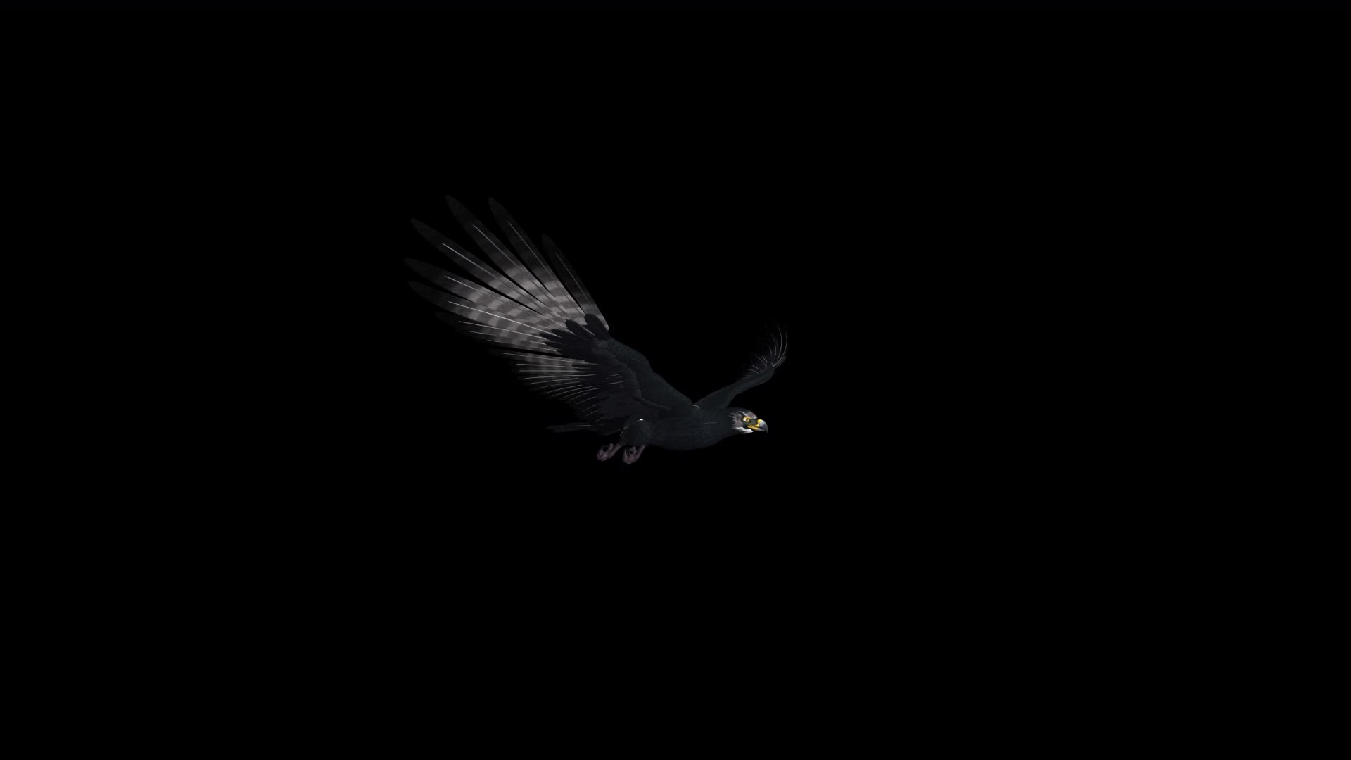 老鹰飞翔动画透明素材