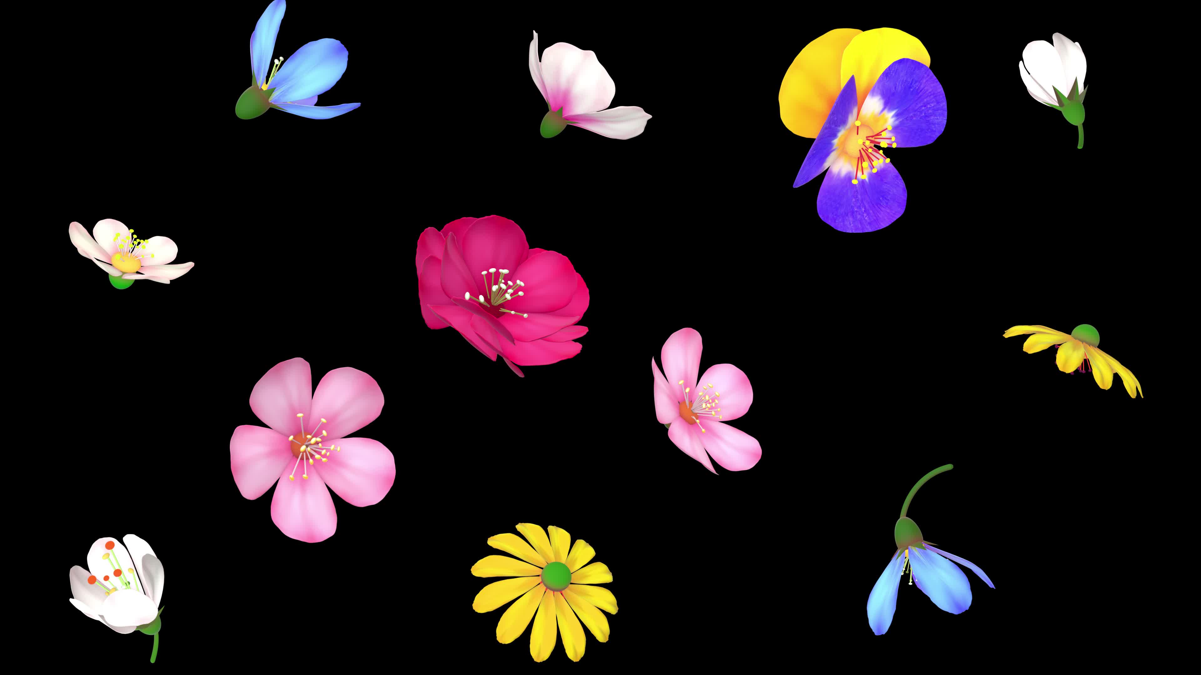 花朵飘落透明视频素材