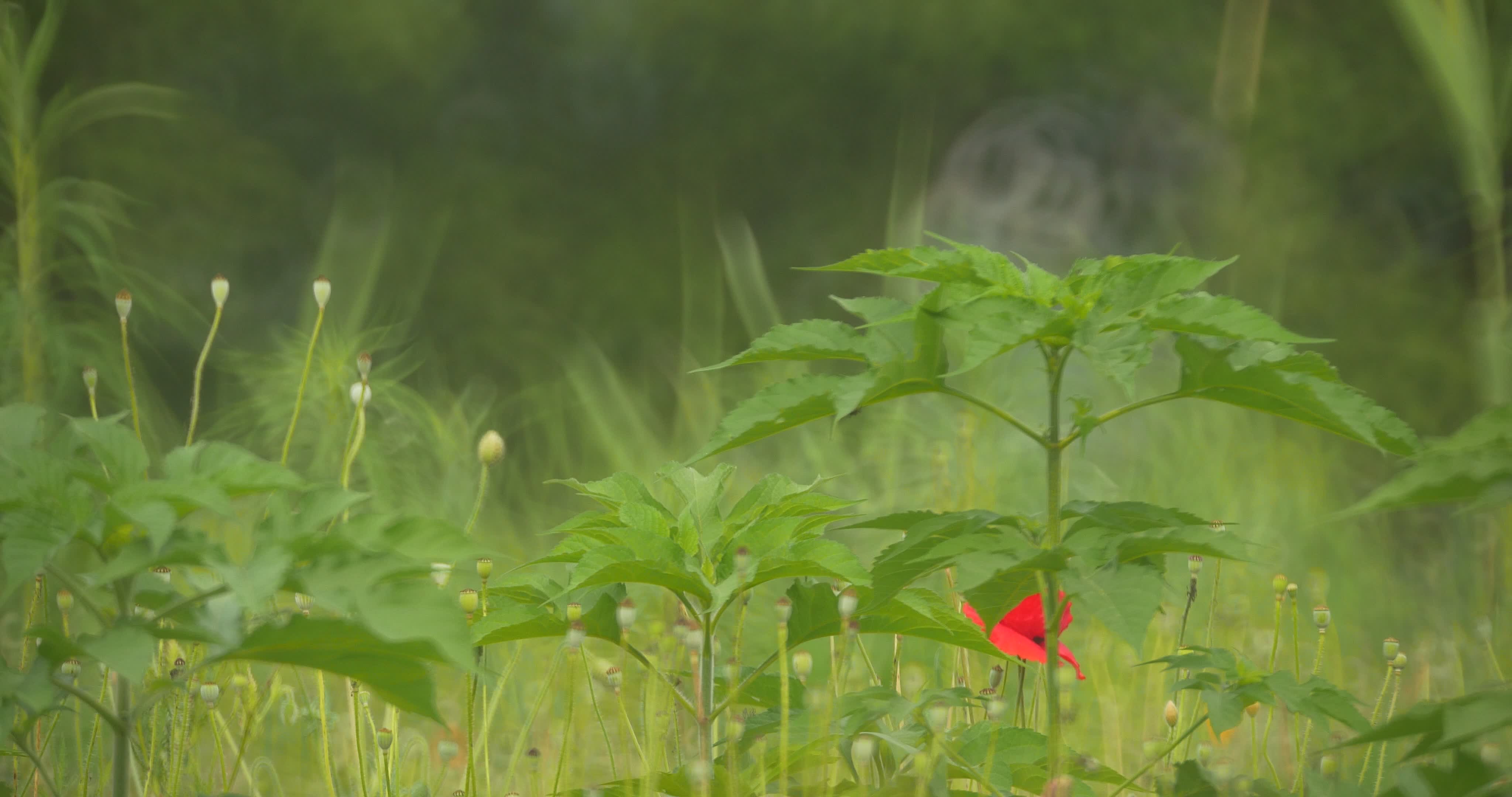 唯美小清新野花风景