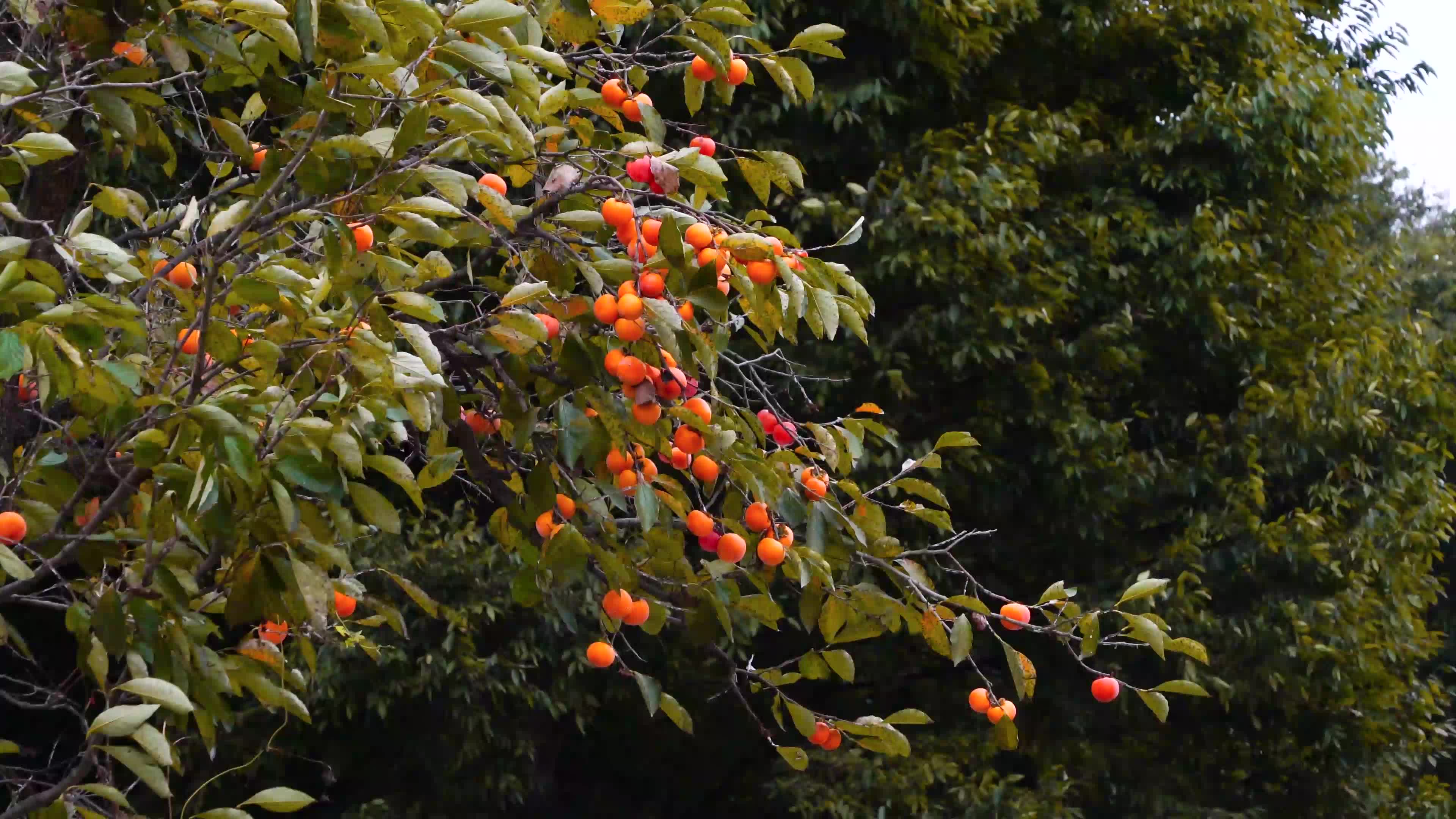 秋天柿子树果园丰收景象