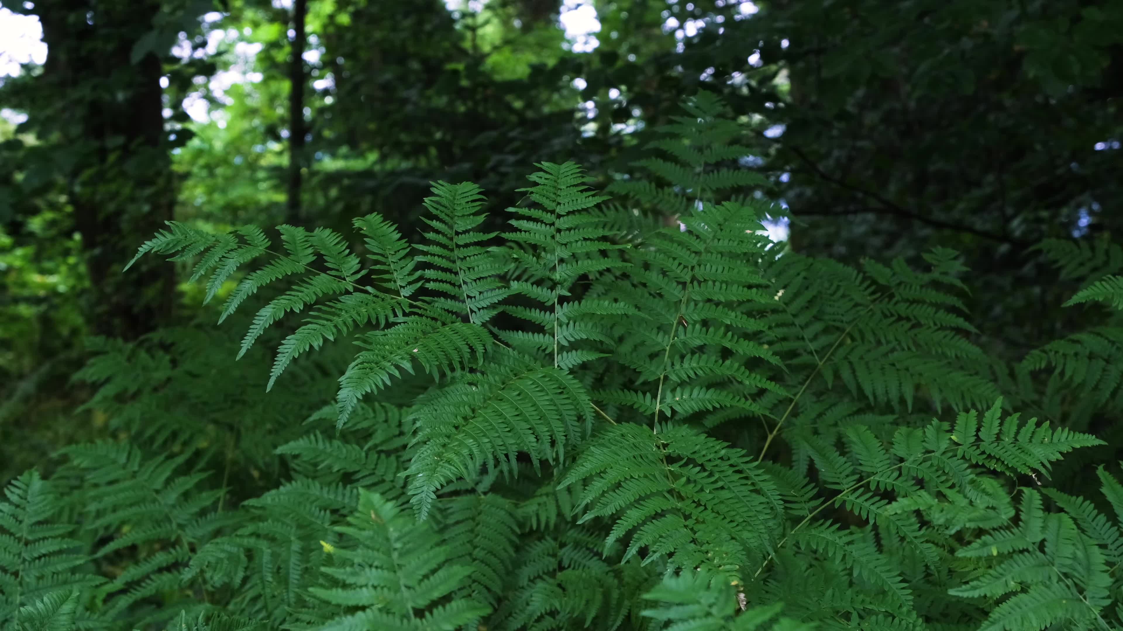 野外绿色植物