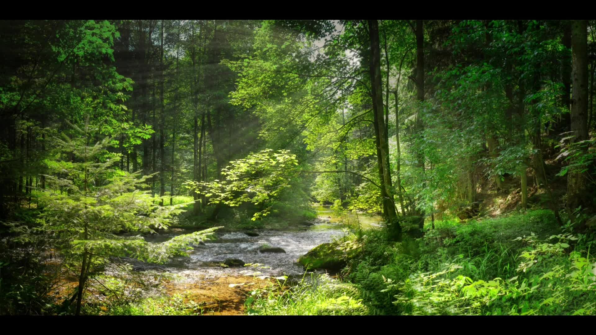 实拍大自然美景森林河流视频素材