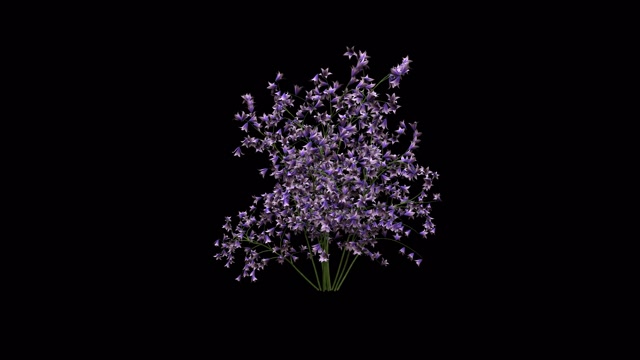 花朵生长动画透明视频素材