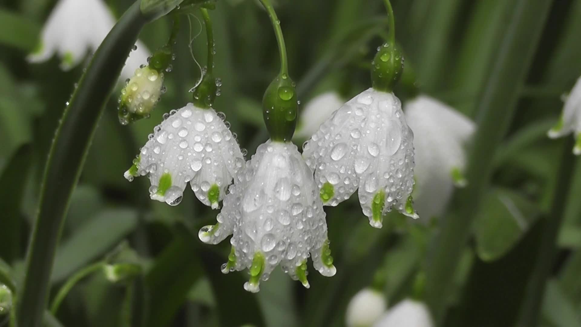 夏雪片莲家花卉壁纸