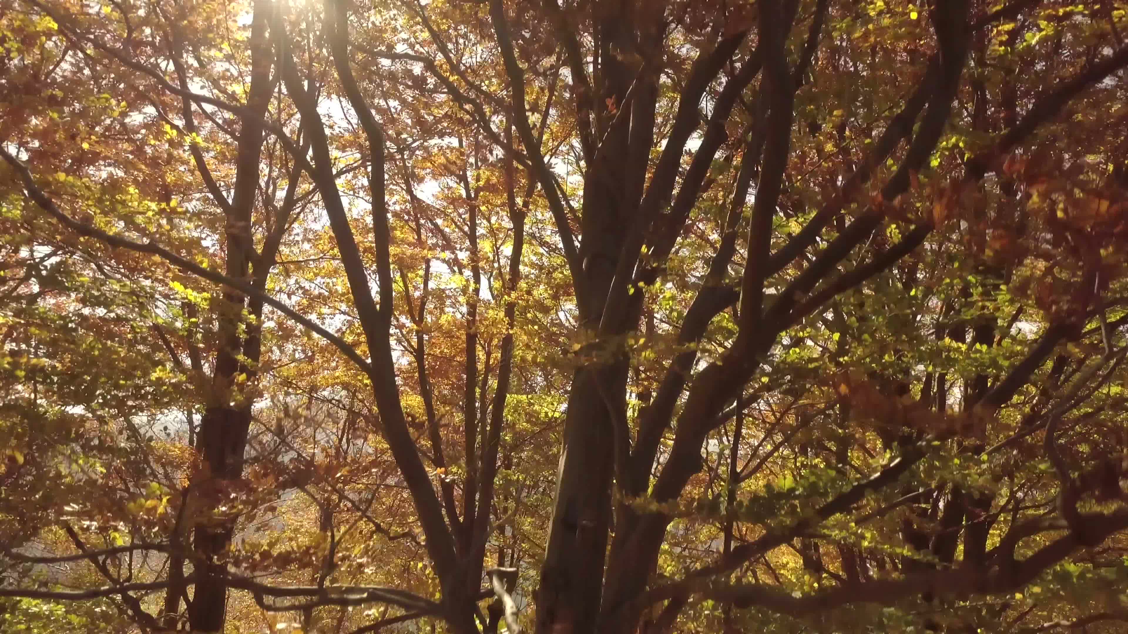 秋季树林美景