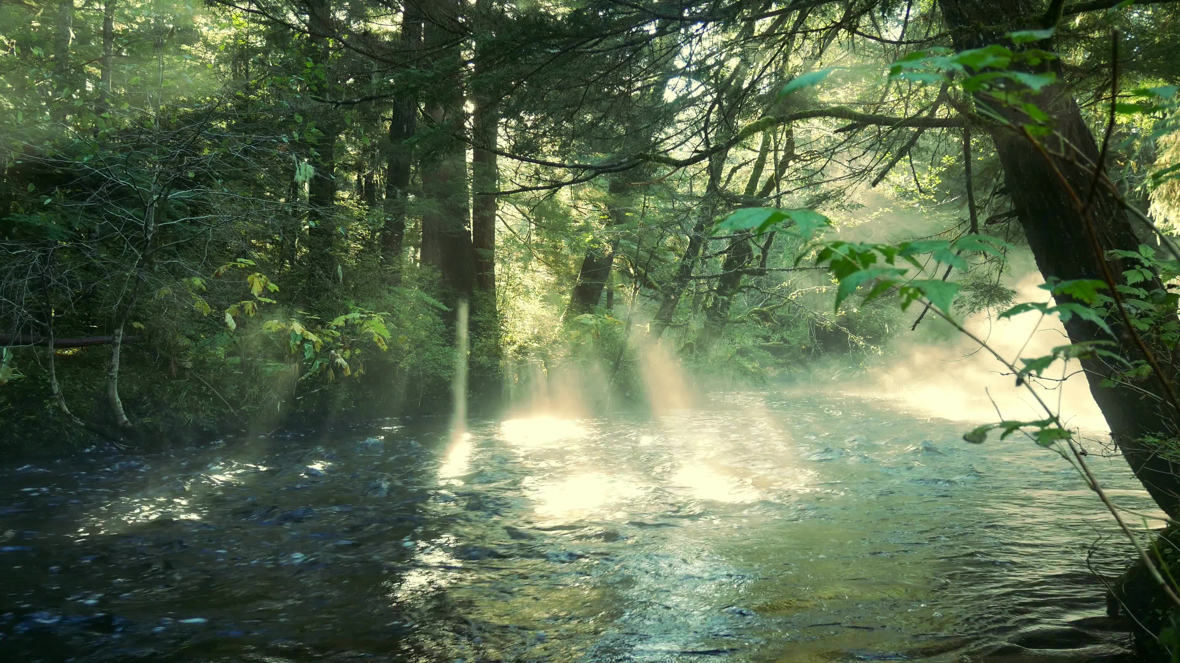 实拍森林河流溪水视频素材