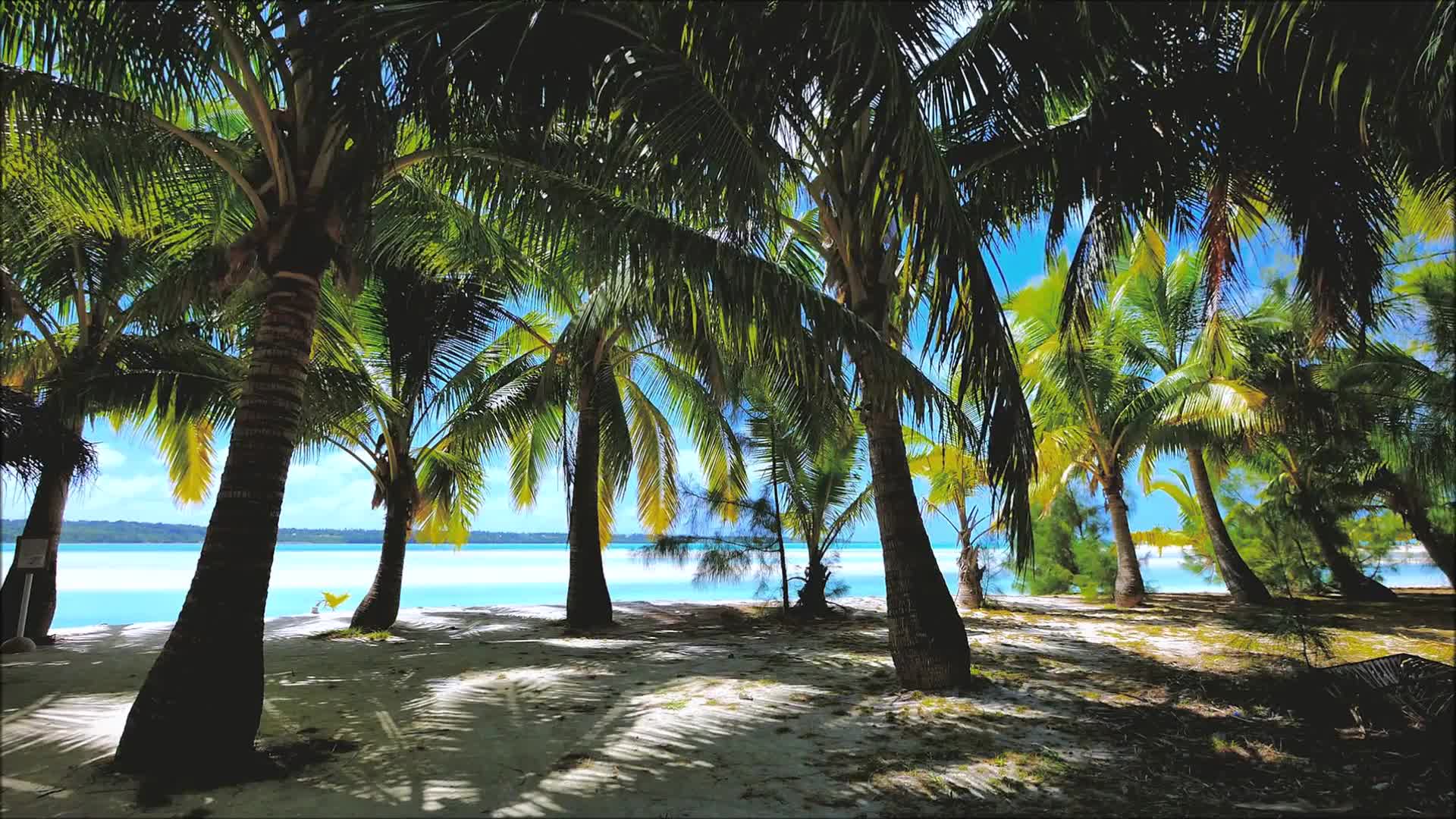 海边椰子树美景