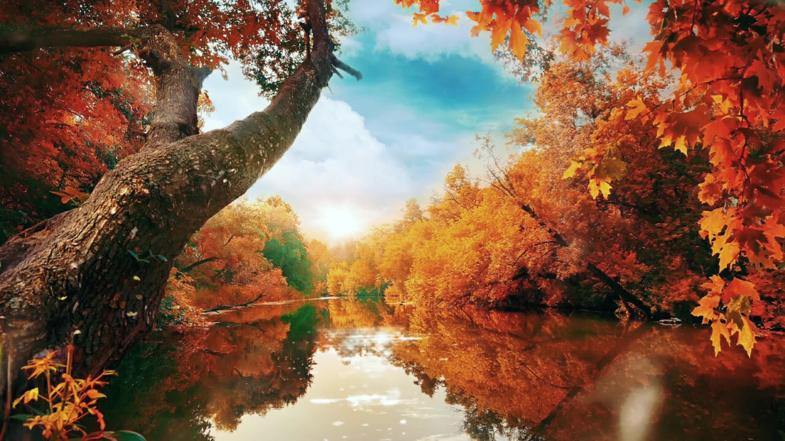 秋季秋天大自然美景枫叶河流视频素材