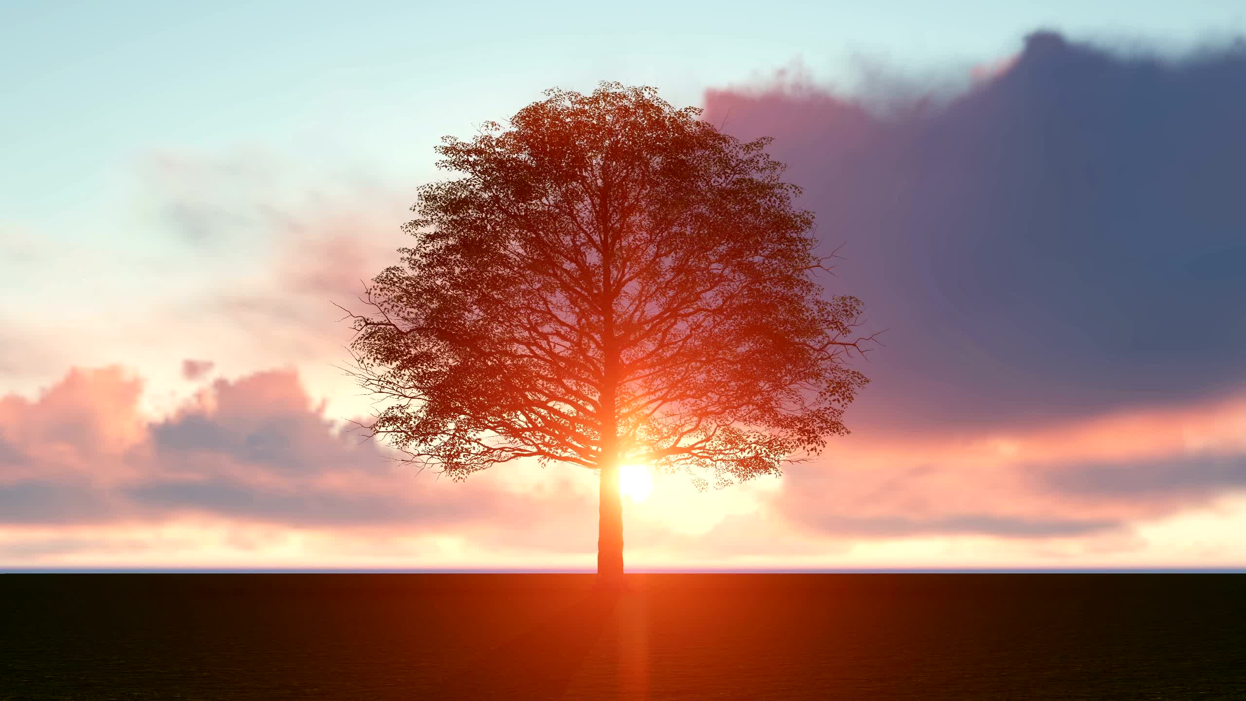 太阳照射大树美景