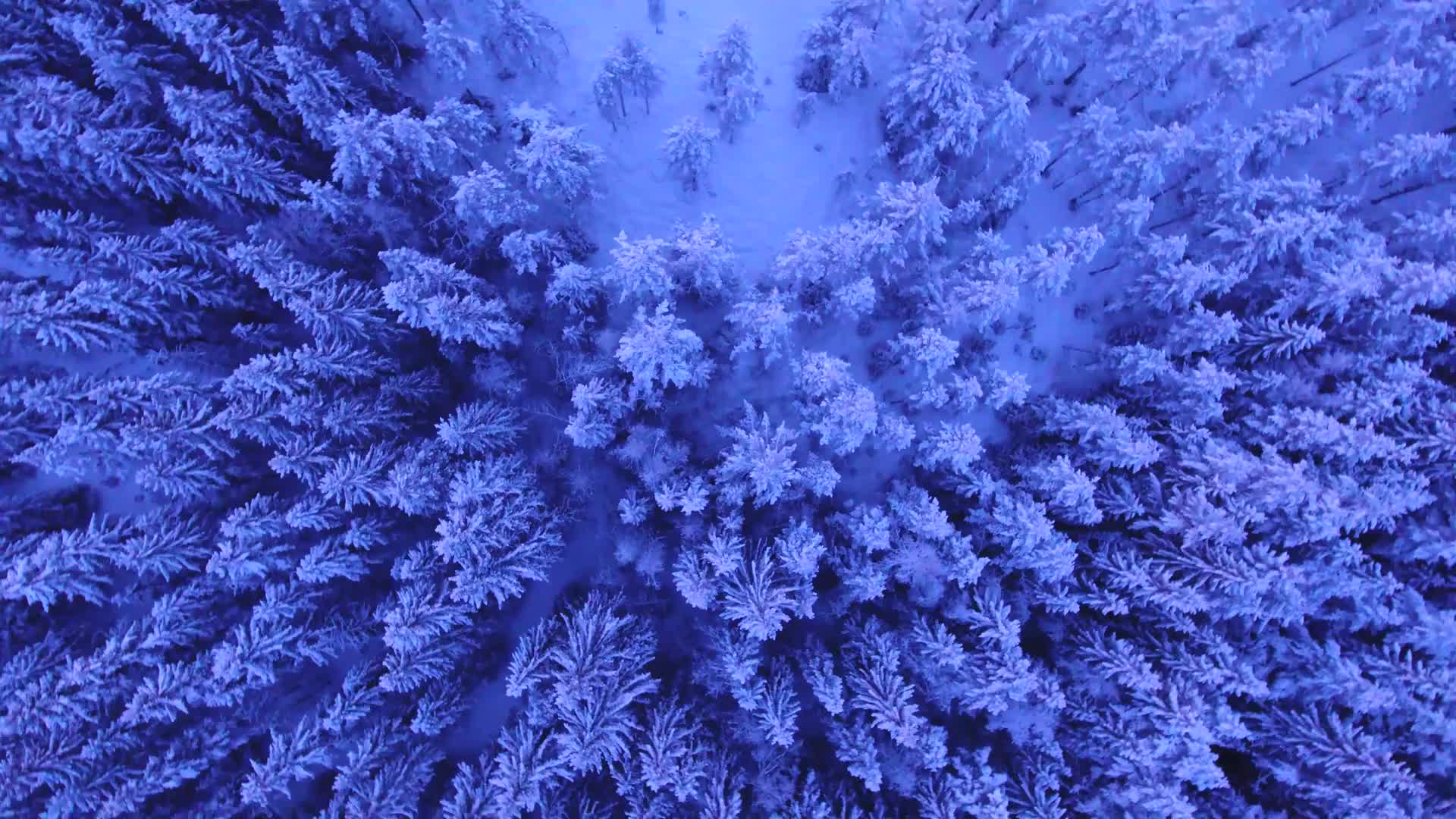 俯拍森林冬季雪景