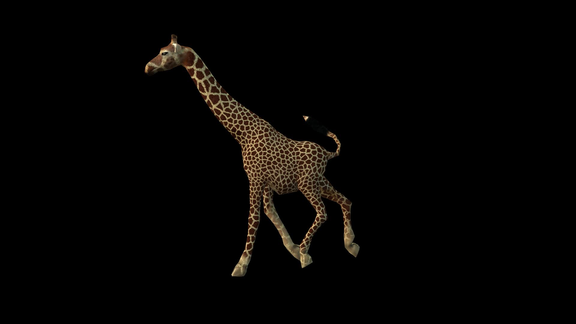 长颈鹿奔跑透明动画视频素材
