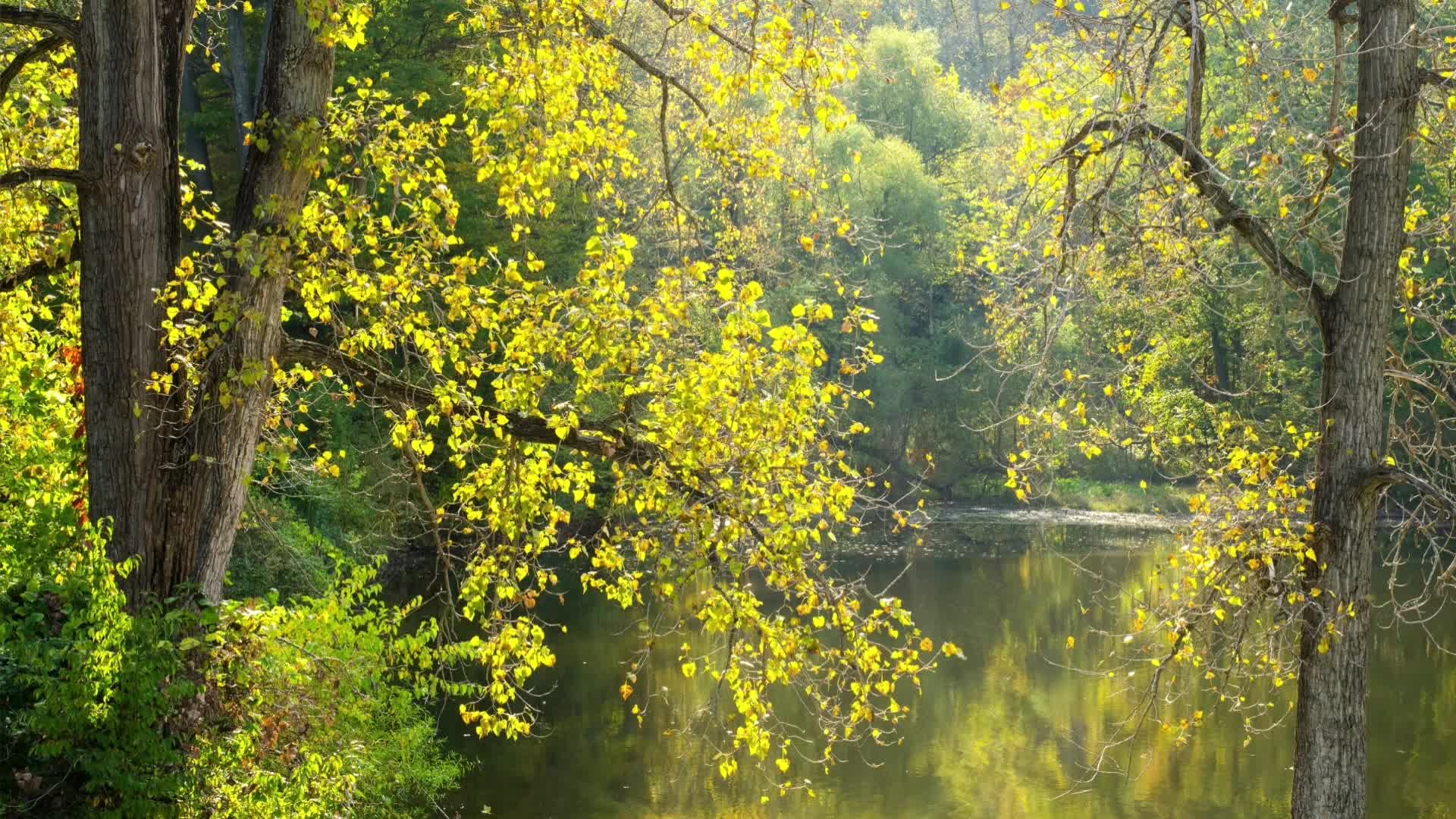 实拍大自然风景森林河流溪水视频素材