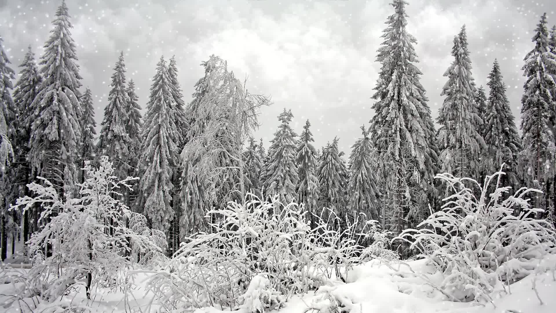 冬季森林美景