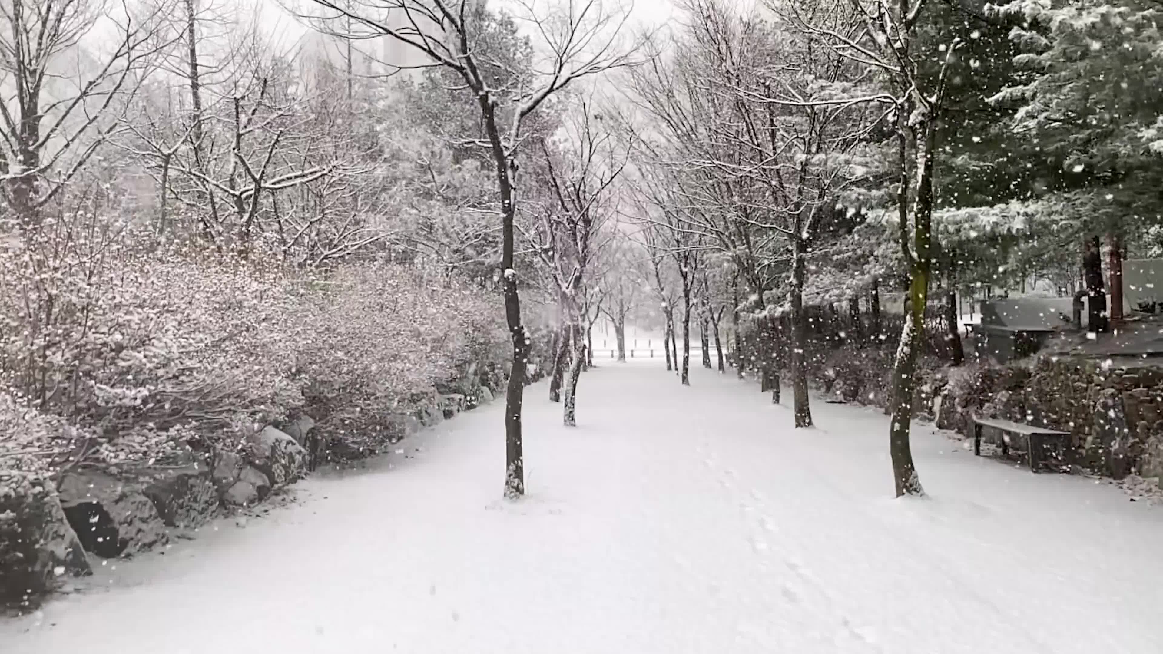 实拍森林冬季雪景飘雪视频素材