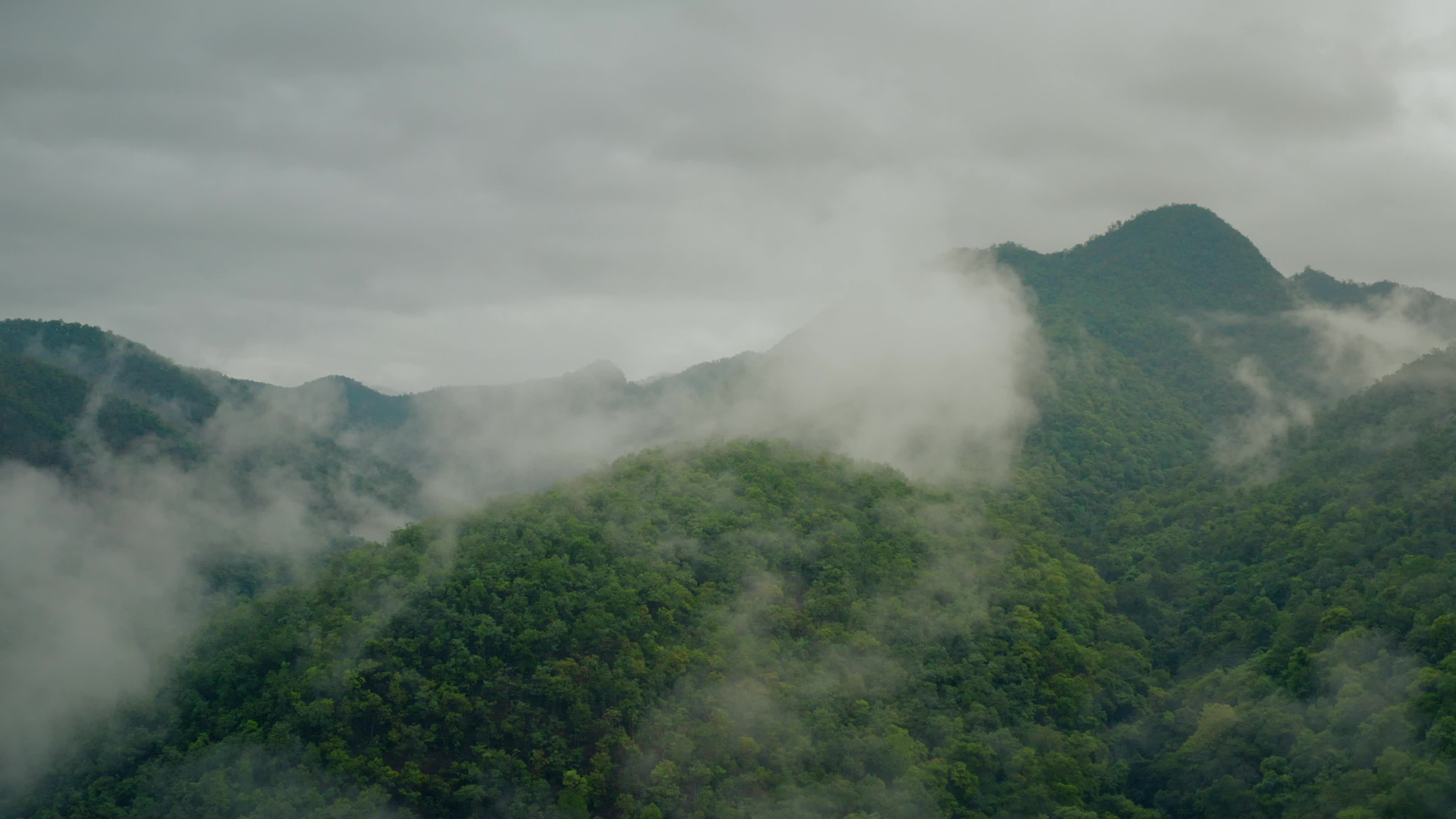 实拍森林大自然风景视频素材