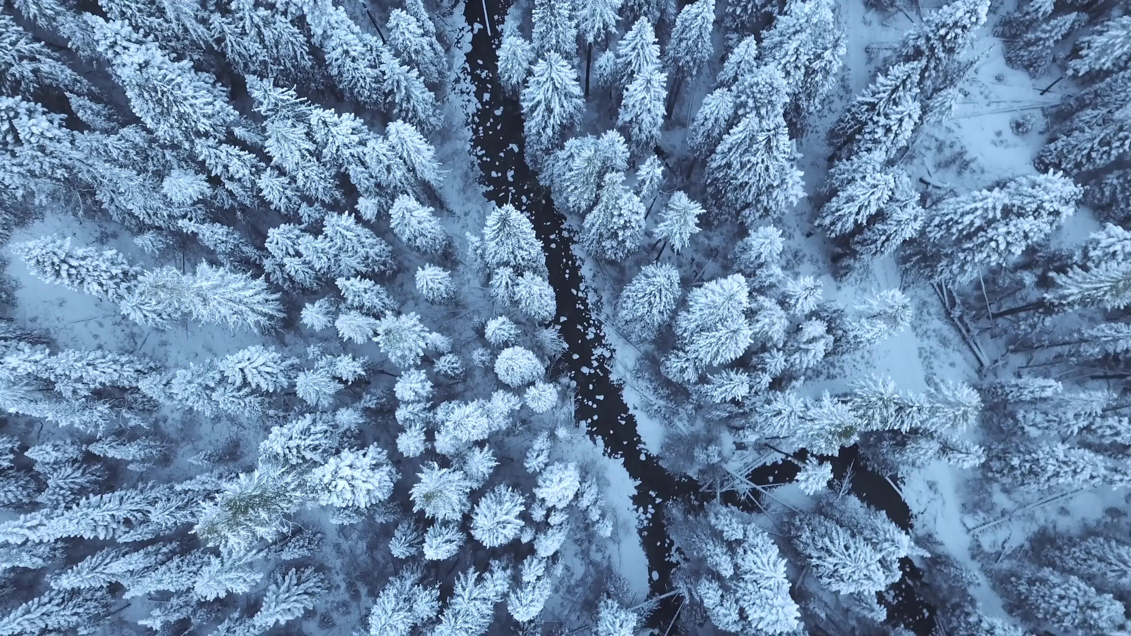 实拍冬季雪景雪松视频素材