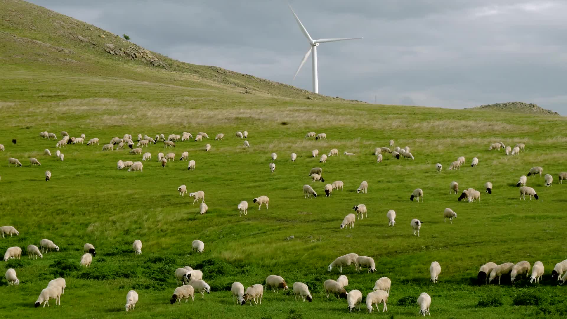 内蒙新疆羊群风景视频背景素材