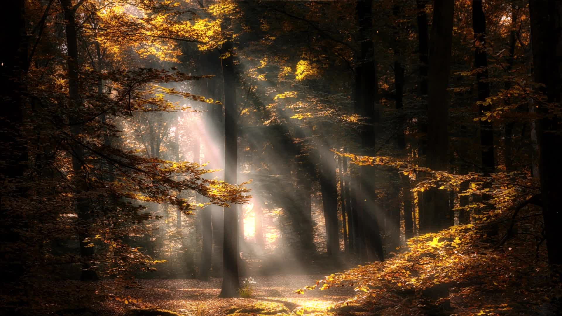 阳光照射到枫树林里