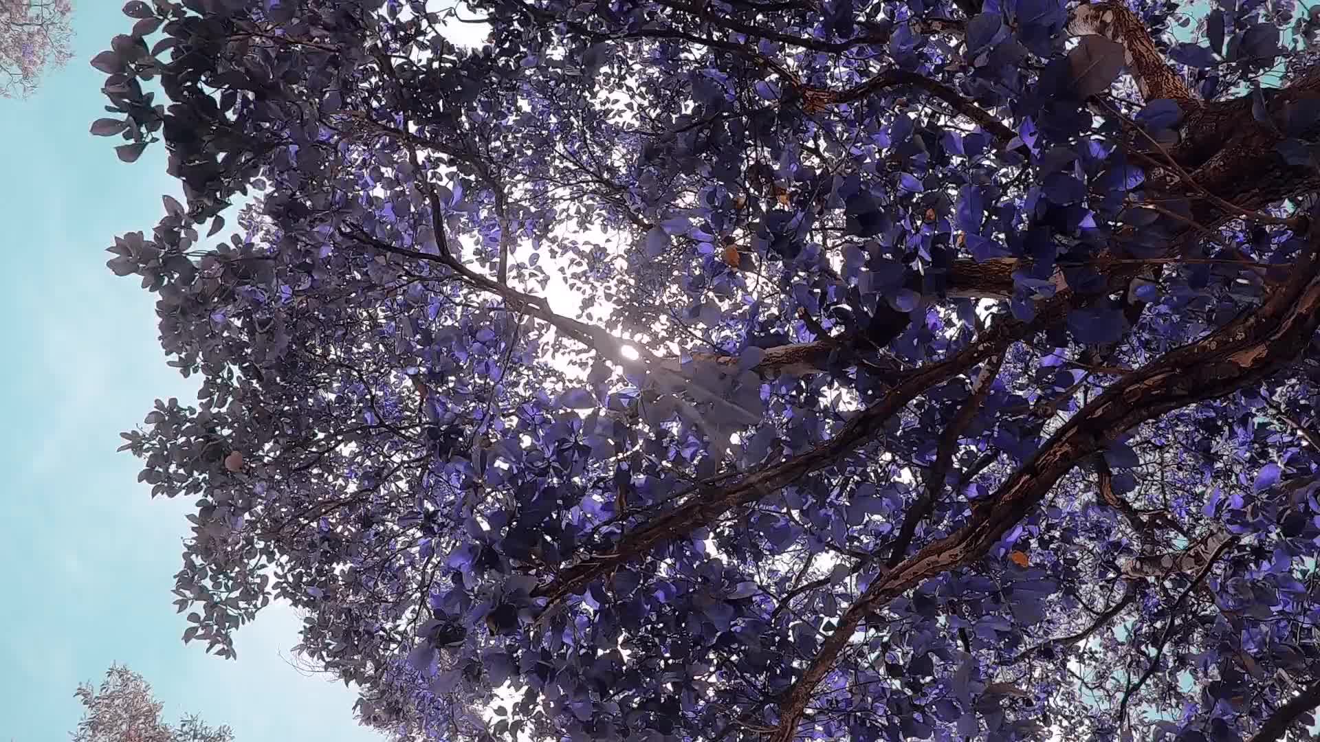 紫叶李大树