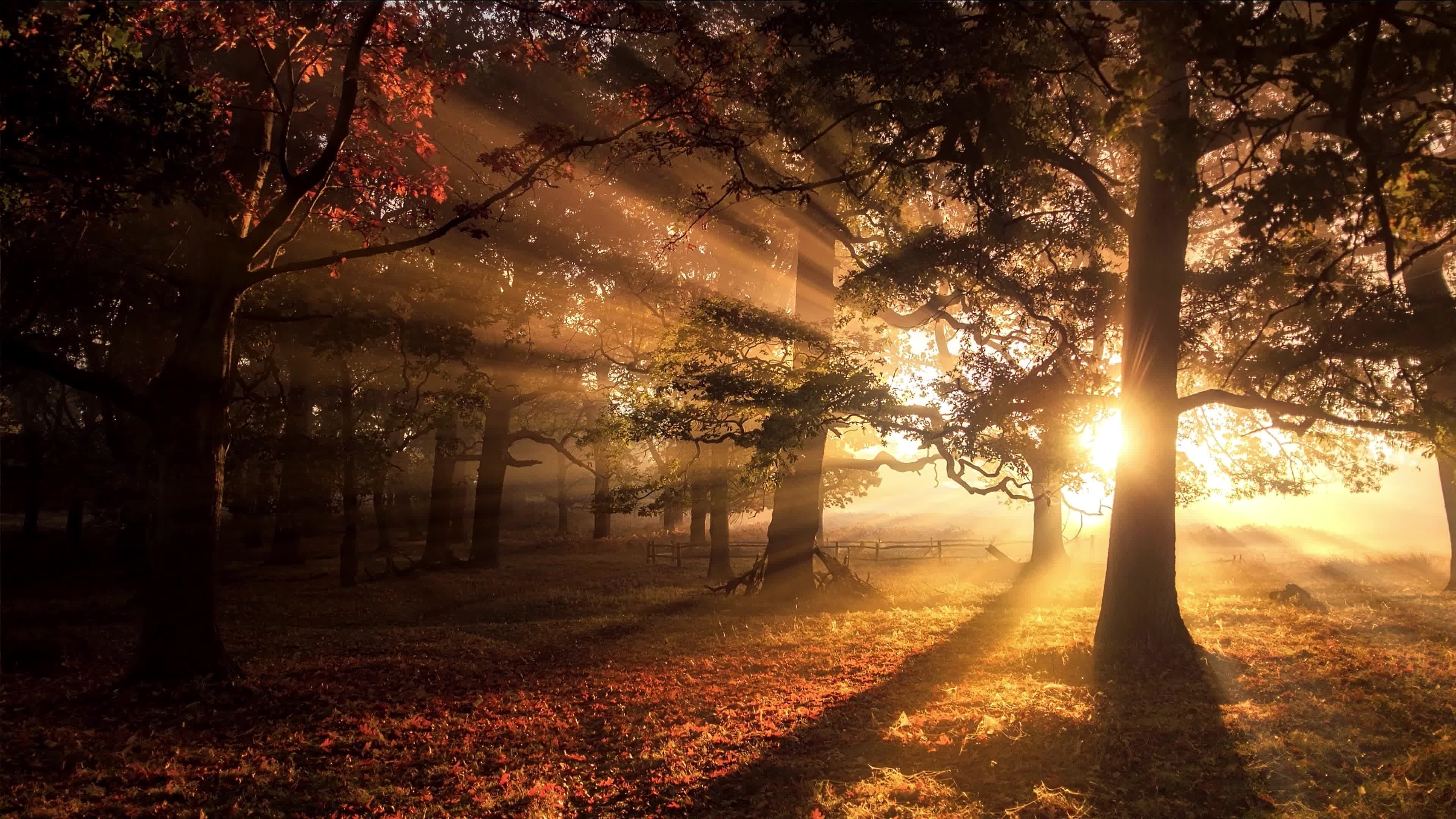 阳光洒在枫树林里