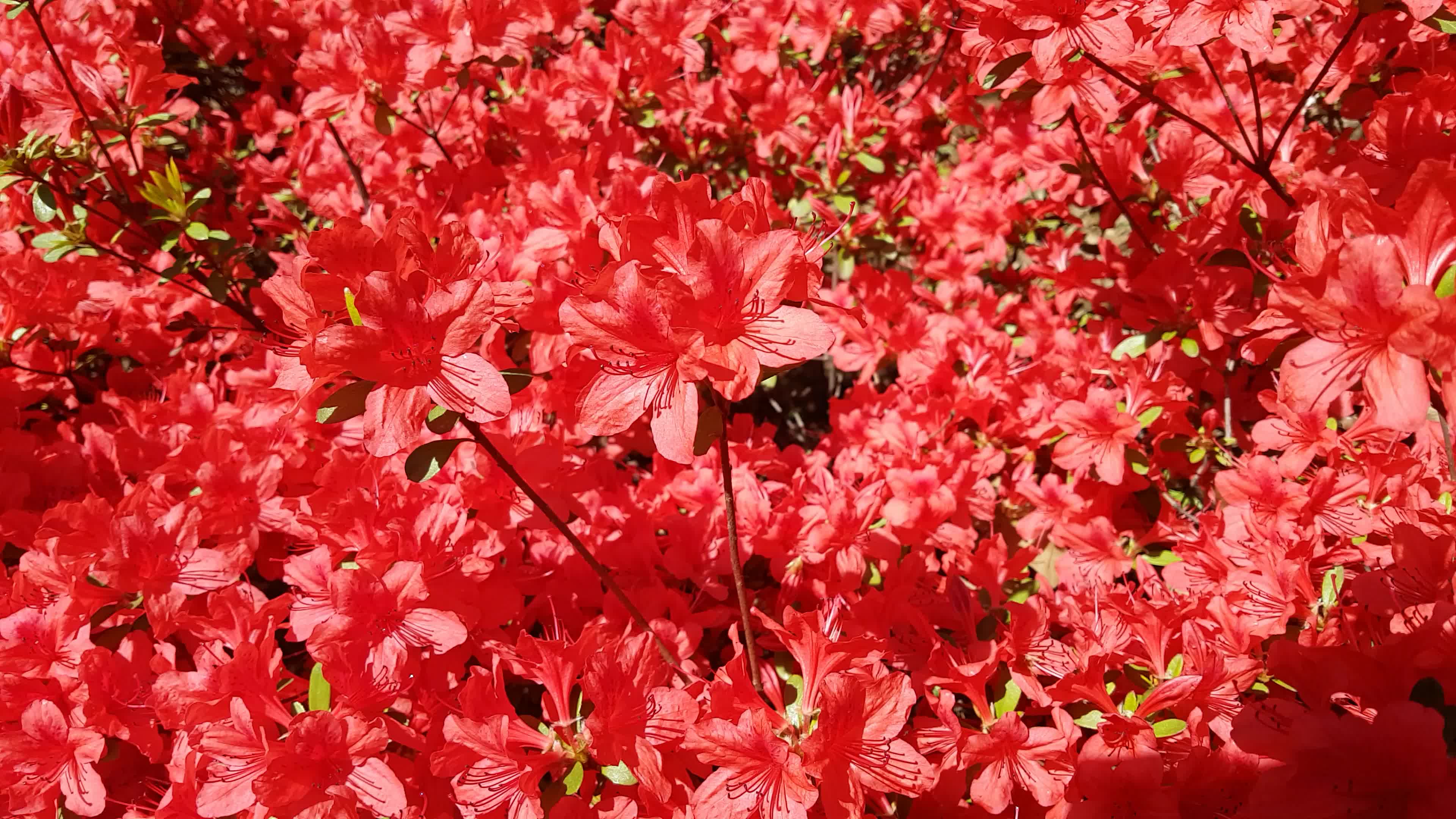 红色杜鹃花