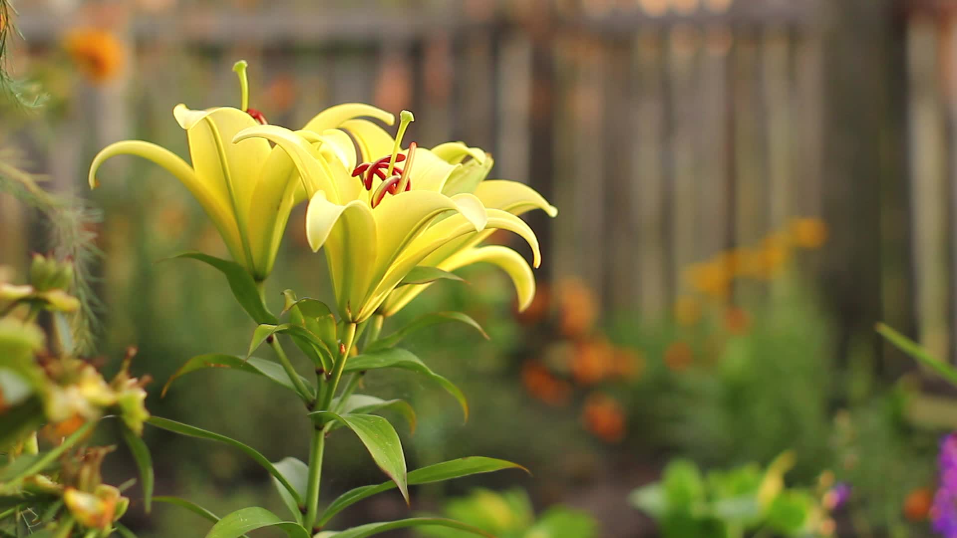 唯美花朵素材