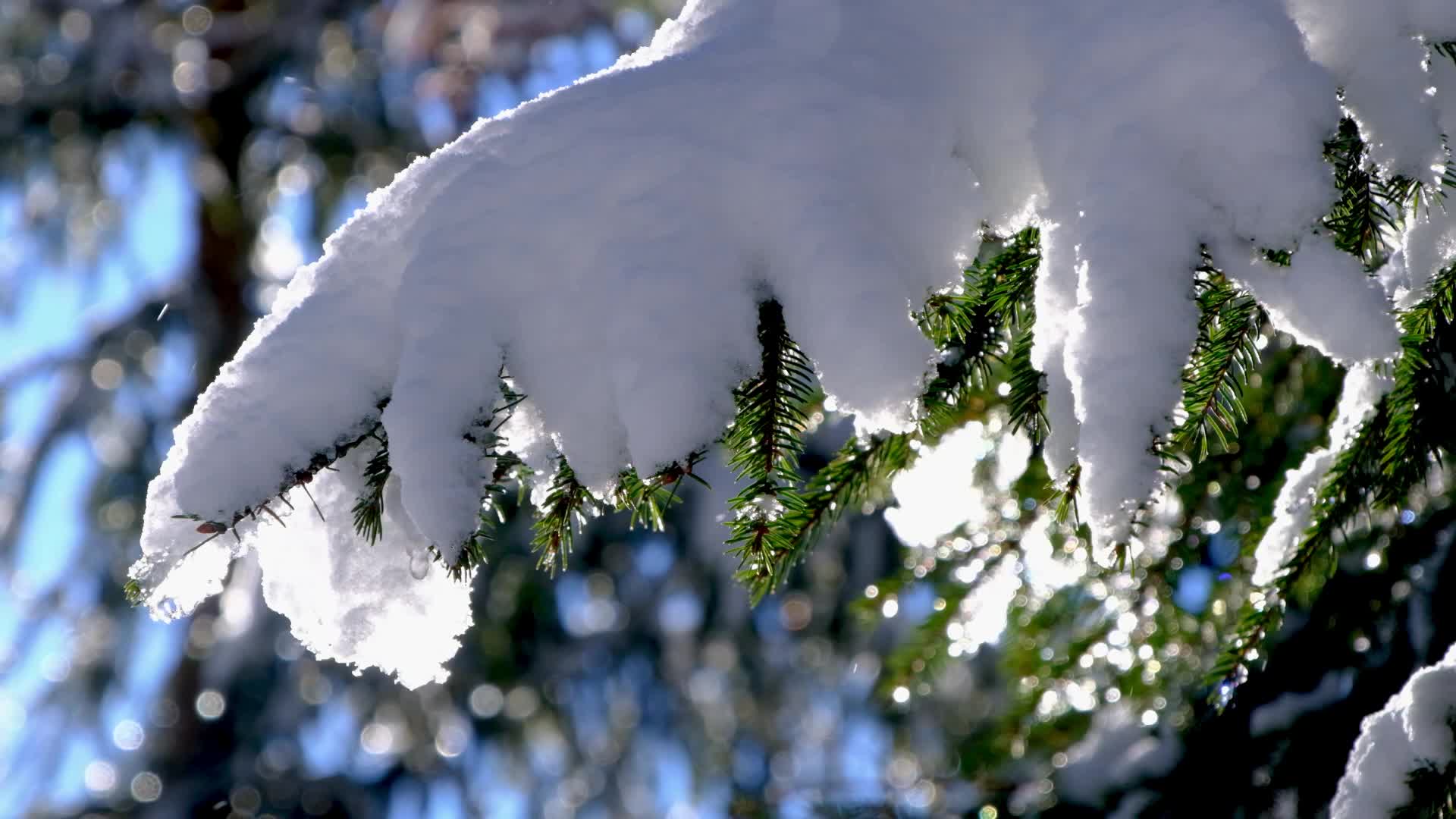 树枝上的积雪