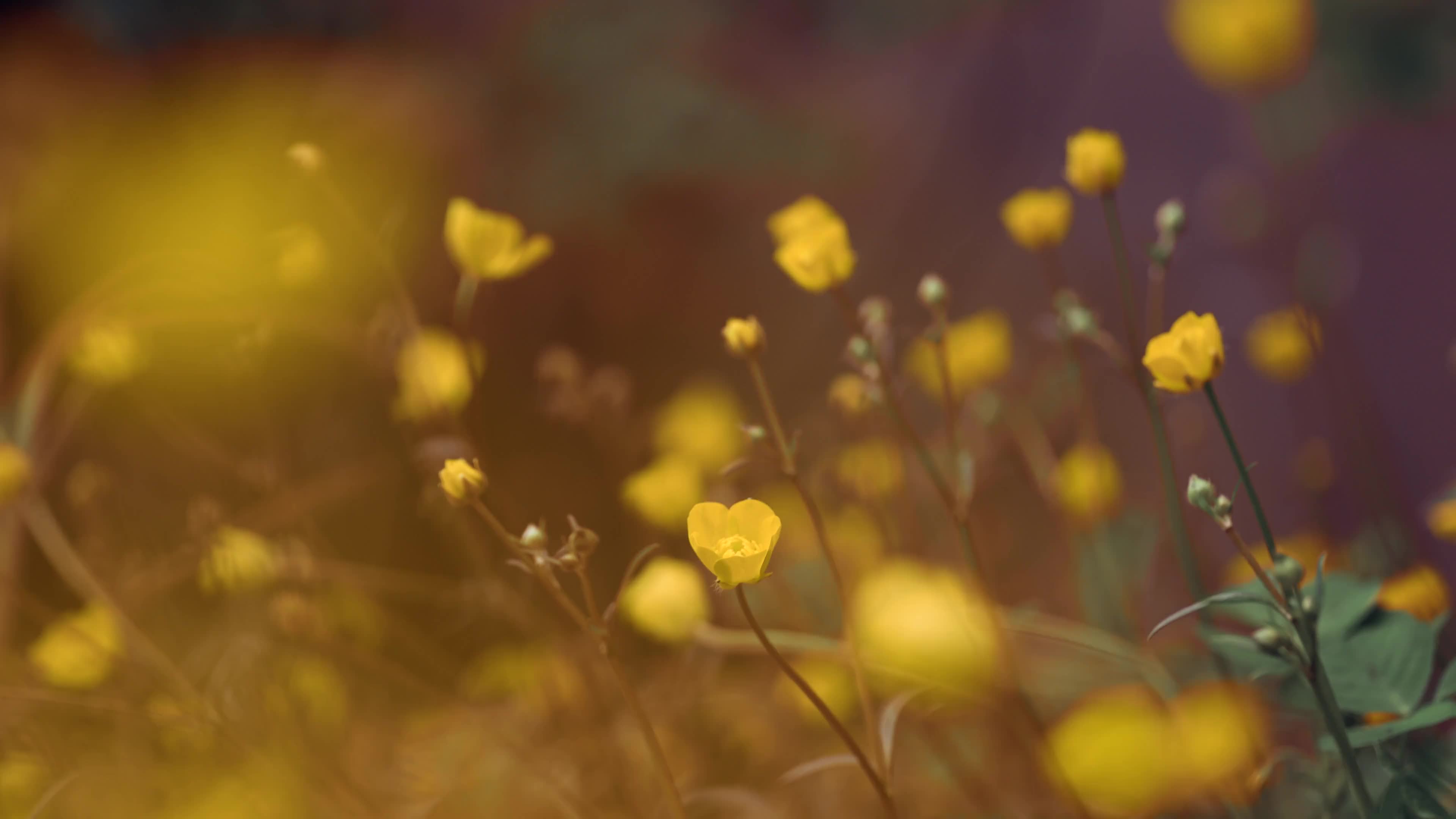 草地上的黄色小花