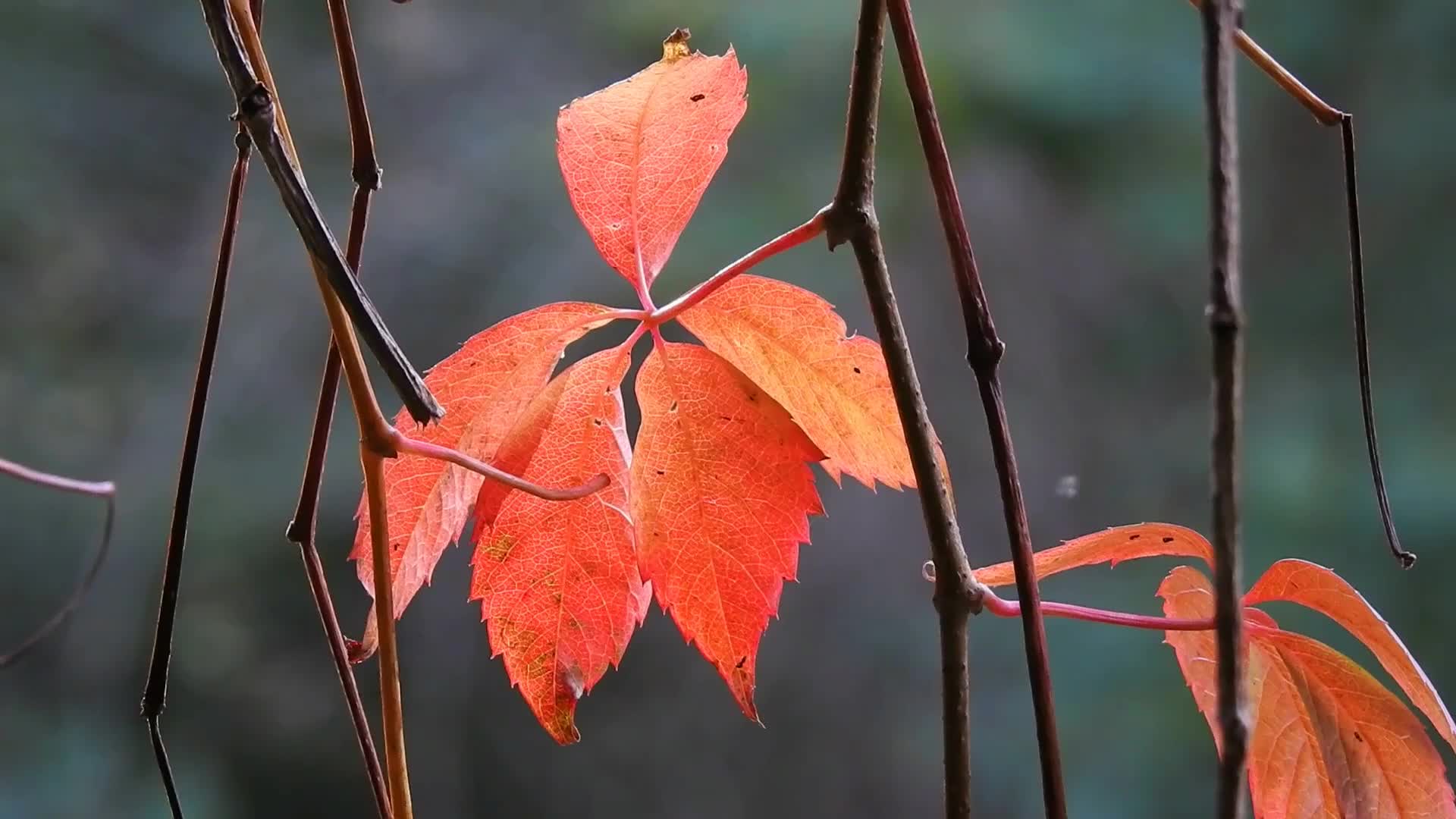 秋天树叶红了