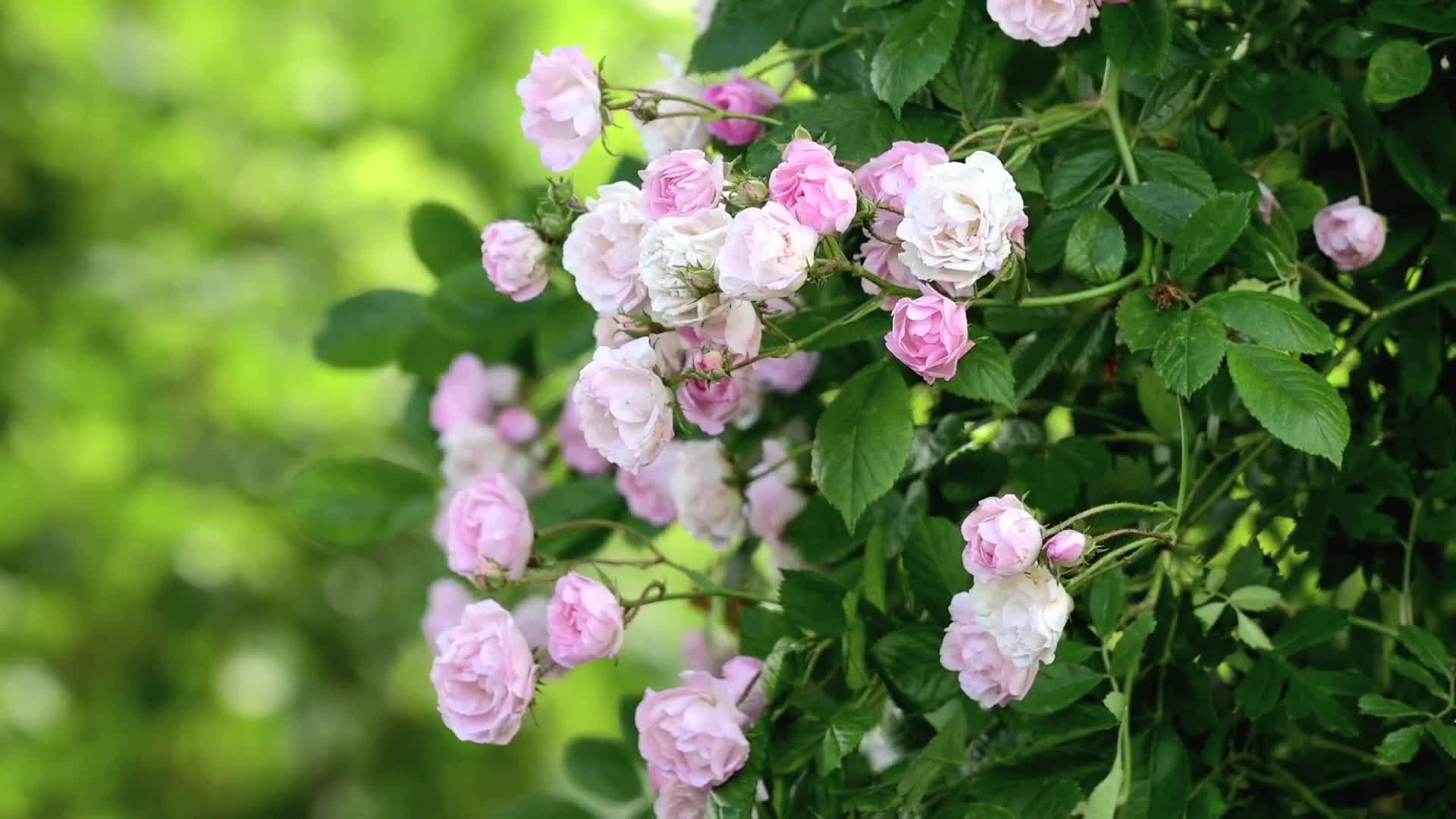粉色蔷薇花朵