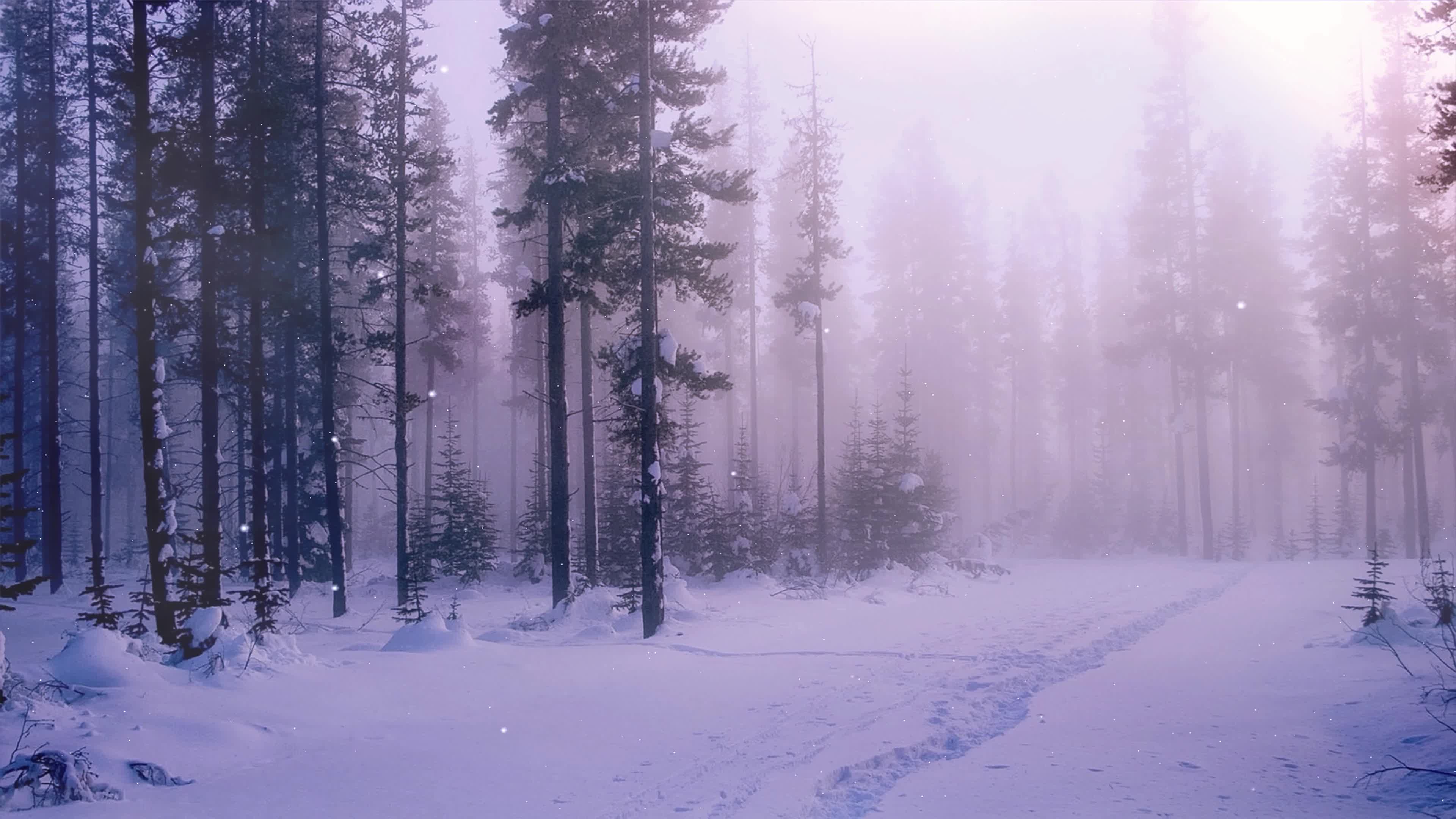 冬天树林自然风景