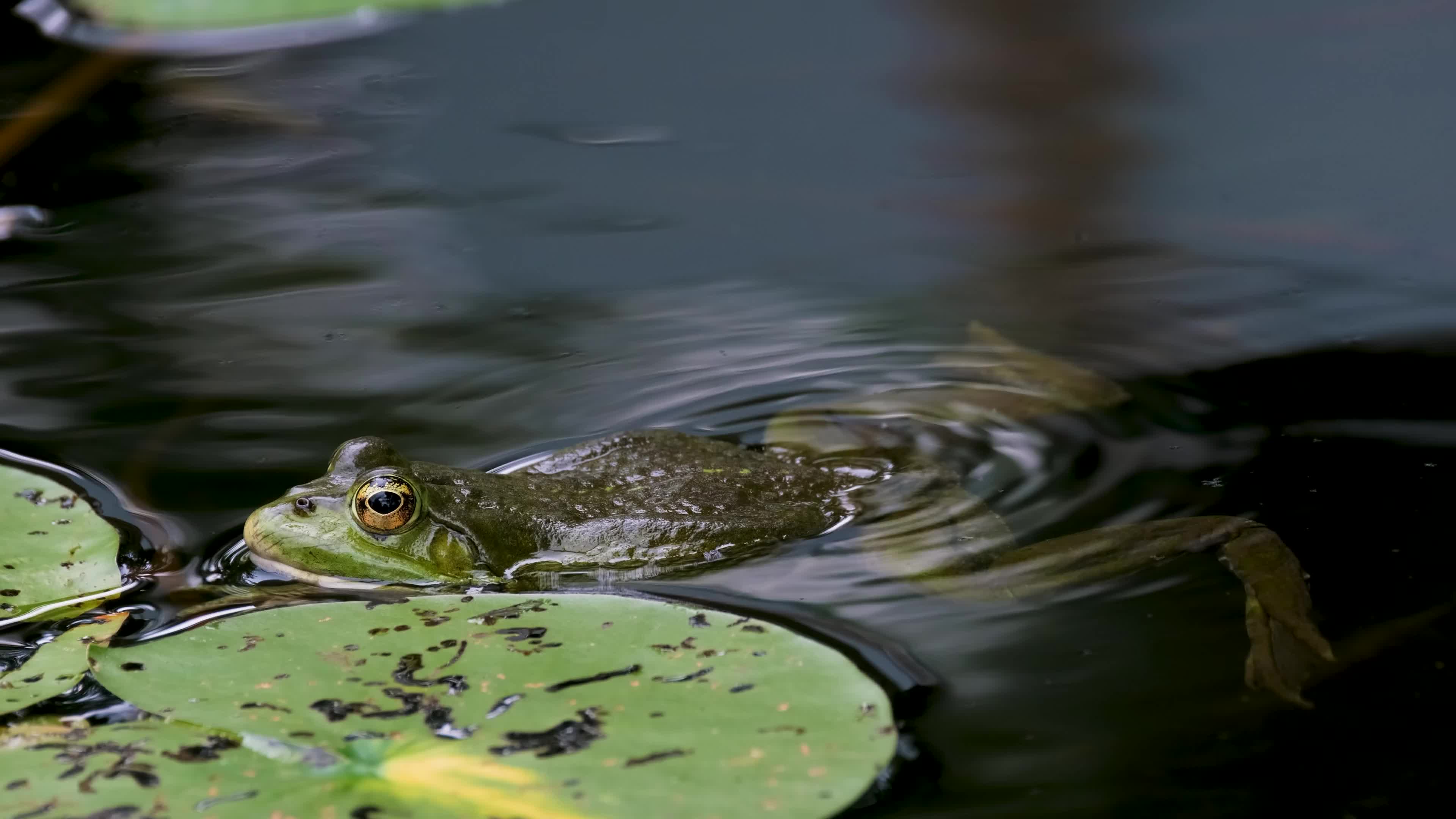 池塘里的小青蛙