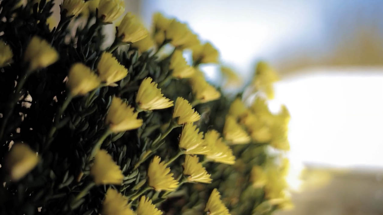 实拍小黄花花朵绽放视频素材